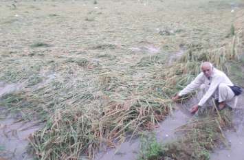 Locust attack increased farmers' concern टिड्डियों के हमले ने बढ़ाई किसानों की चिंता