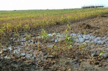 Soybean crop started deteriorating due to continuous rain लगातार बारिश से सोयाबीन की फसल पर बढ़ा संकट