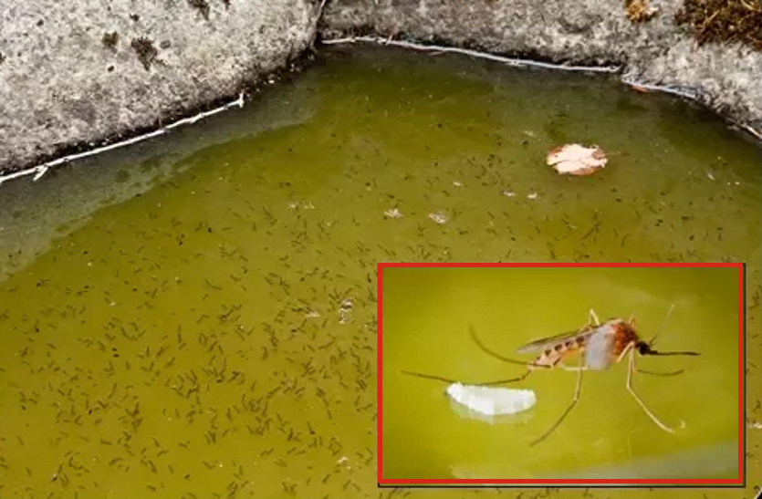 Survey Report: Dengue Mosquito Larva Spread In Water - सावधान! राजधानी