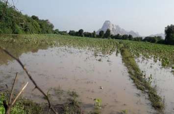 Unseasonal rains cause loses in crops बेमौसम बारिश से फसलों में हुआ खराबा