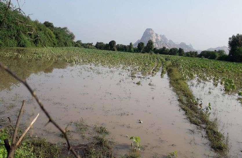 बेमौसम बारिश से फसलों में हुआ खराबा बेमौसम बारिश से फसलों में हुआ खराबा