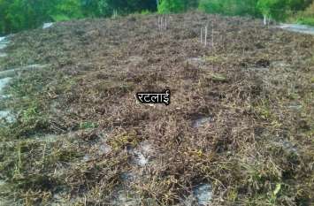 The fields are waterlogged, the soybeans are dry on the roof खेतों में पानी भरा, छत पर सूखा रहे सोयाबीन