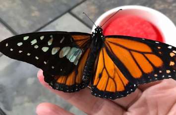 this woman performs monarch butterfly wing transplantation तितली के टूटे पंख का इस महिला ने कर दिया ट्रांसप्लांट, वीडियो देखकर नहीं कर पाएंगे यकीन