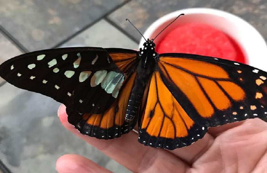 butterfly.jpg