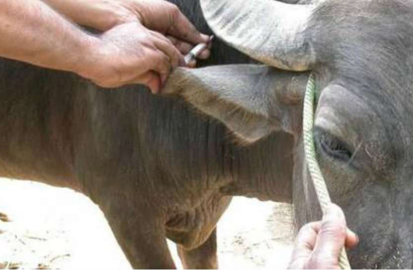 Vaccination प्रधानमंत्री की घोषणा के बाद भी शुरू नहीं हो सका पशुओं का टीकाकरण