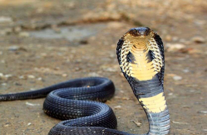 Image result for इंडियन कोबरा