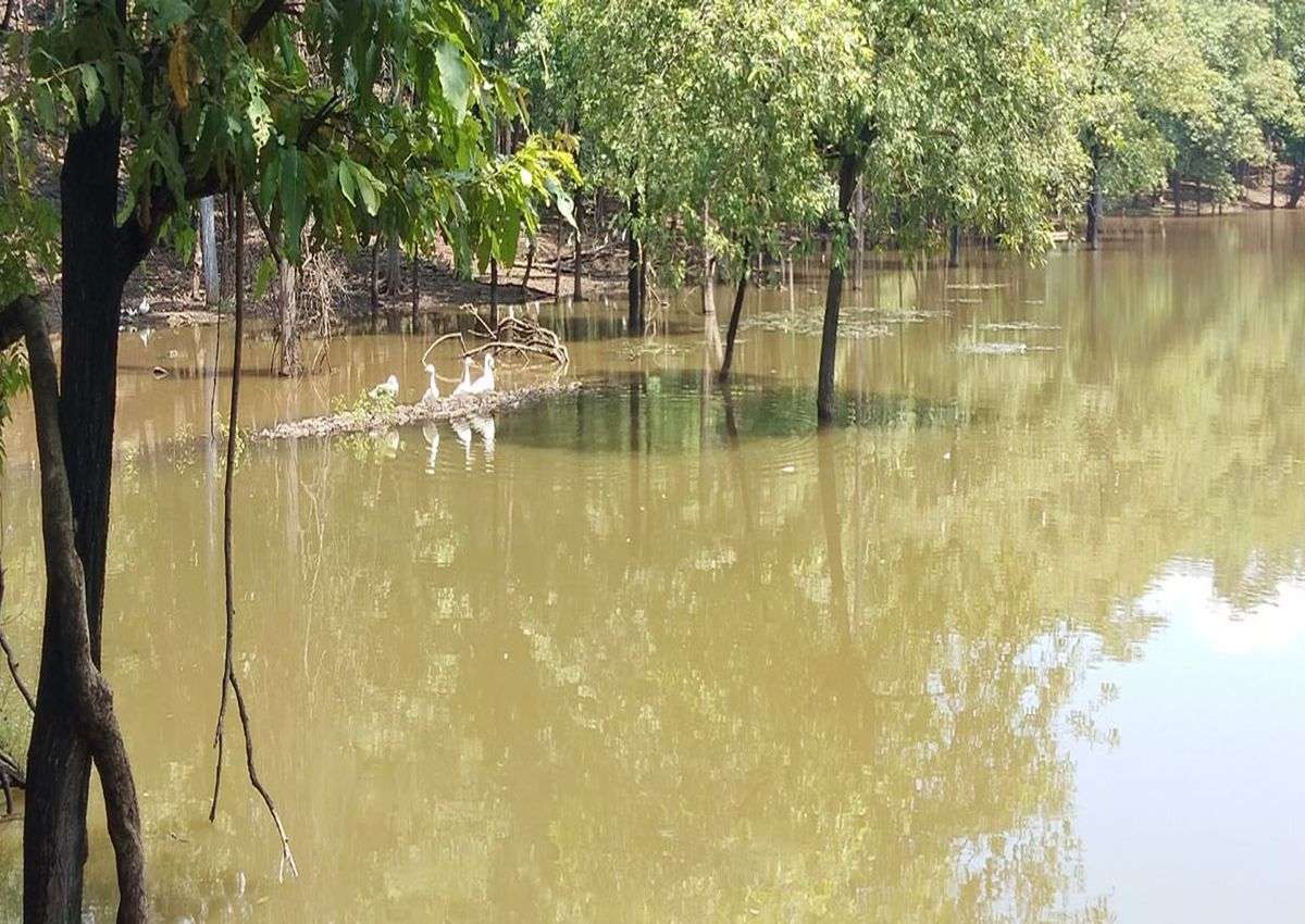 Wildlife Week News; भारत में क्यों मनाया जाता है वन्य प्राणी सप्ताह, पढि़ए