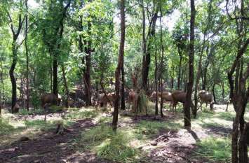 Wildlife Week News; भारत में क्यों मनाया जाता है वन्य प्राणी सप्ताह, पढि़ए Wildlife Week News; भारत में क्यों मनाया जाता है वन्य प्राणी सप्ताह, पढि़ए