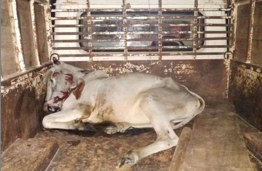 अज्ञात वाहन की टक्कर से घायल गाय सड़क पर बैठी पांच गायों को कुचलकर चला गया वाहन