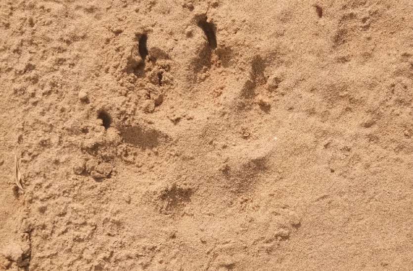 Footprints of wild animal seen again in nokh area of jaisalmer फिर नजर आए जंगली जानवर के पैरों के निशान,किसानों के छूटने लगे पसीने!