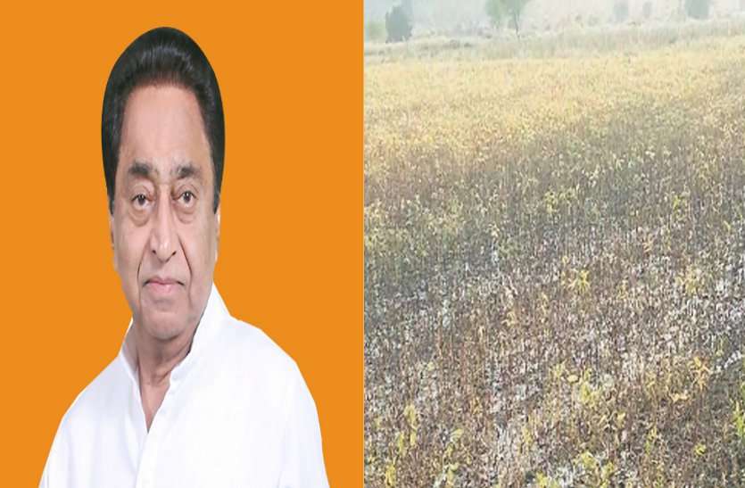 huge raining in shivpuri district ruined crops कमलनाथ जी इन किसानों को आपकी जरूरत है, नहीं मिली सहायता तो तबाह हो जाएंगे सैंकड़ो परिवार