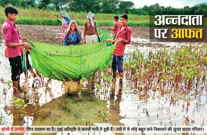 Crops of farmers were destroyed due to excessive rainfall in MP किसानों को ओलावृष्टि का मुआवजा मिला नहीं, अब सर्वे में गफलत से फिर बढ़ी आफत