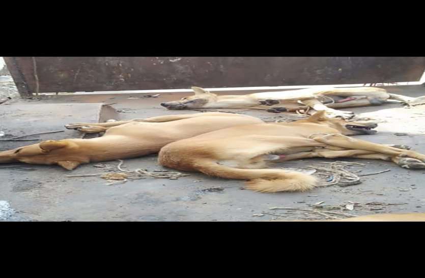 बेजुबान कुत्तों की कर दी थी निर्मम हत्या, लोगों का गुस्सा भड़का तो अब पुलिस ने उठाया ये कदम बेजुबान कुत्तों की कर दी थी निर्मम हत्या, लोगों का गुस्सा भड़का तो अब पुलिस ने उठाया ये कदम
