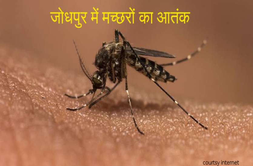 malaria, dengue and chikungunya attack in jodhpur जोधपुर में नहीं थम रहा मच्छरों का आतंक, एक ही दिन में सामने आए डेंगू के17 और टाइफाइड के 15 मामले