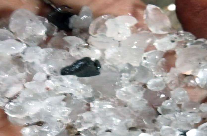 White Disaster fall from the sky, this will be a loss शुजालपुर और कालापीपल में आसमान से गिरी सफेद आफत, ये होगा नुकसान