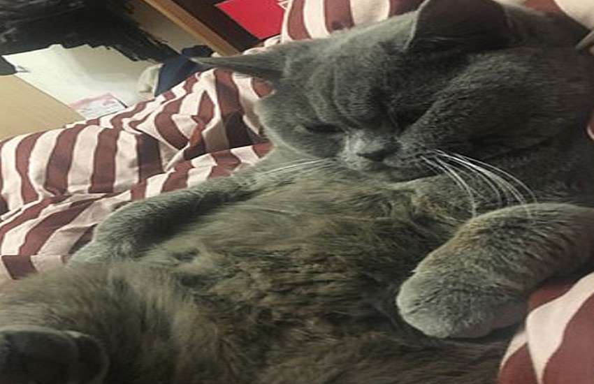 cat1.jpg