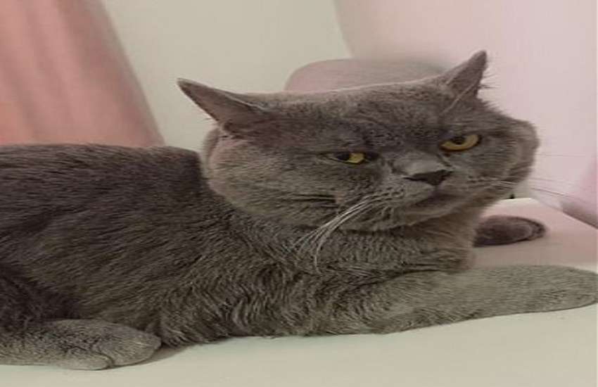 cat2.jpg