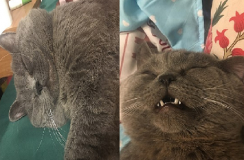 russian blue cat mates with five females in one night बिल्ले ने एक रात में 5 मादाओं से बनाए संबंध, सुबह चढ़ाना पड़ा ग्लूकोज