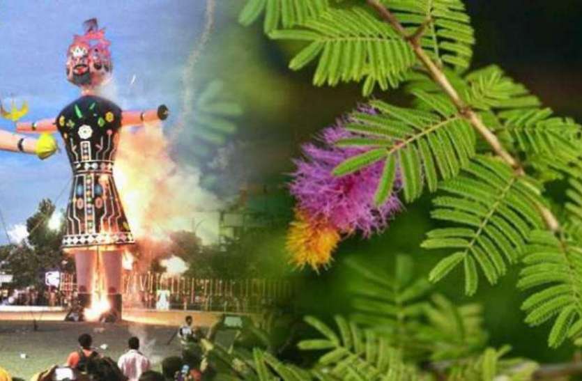 dushra_final.jpeg दशहरे के दिन करें इस पौधे की पूजा, 10 जतन जिनसे नहीं होगा धन का आभाव