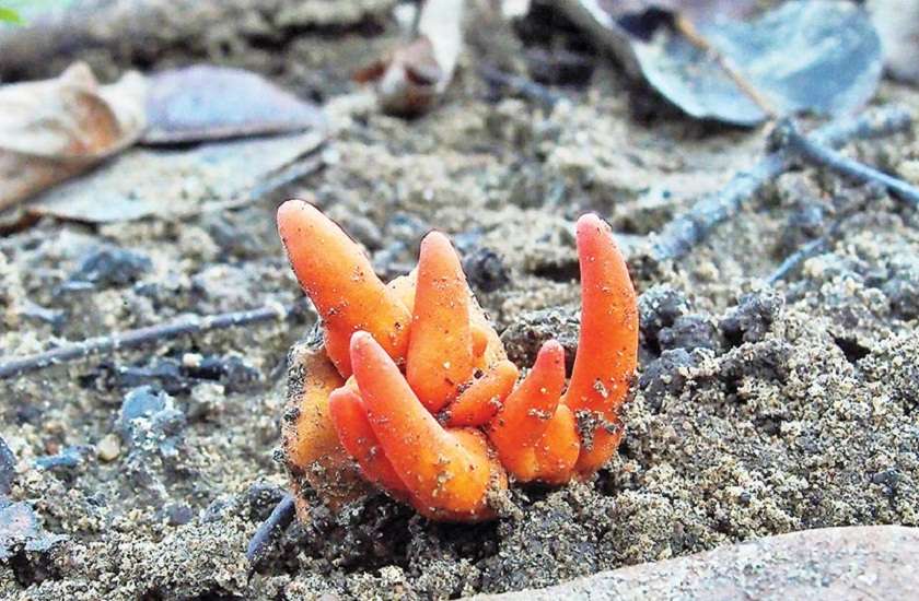 mashroom.jpg