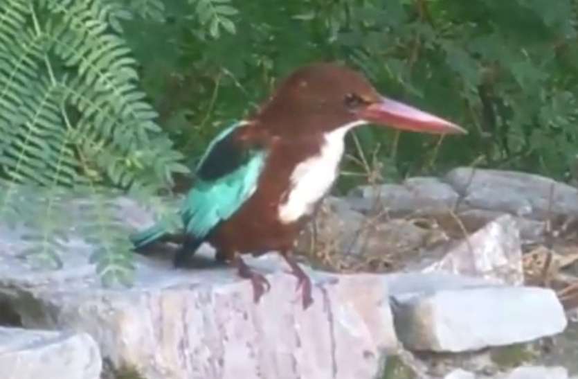 neelkanth.jpg तो इसलिए ढूंढने से नहीं मिलता नीलकंठ