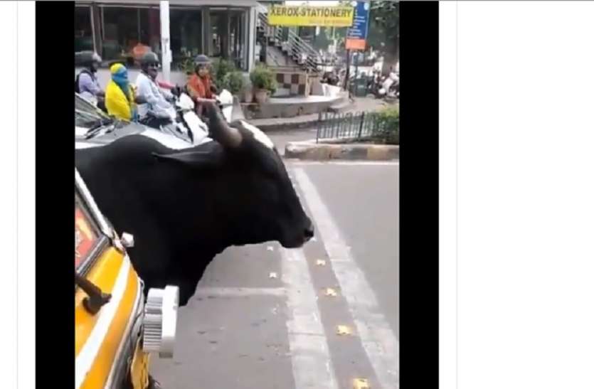Watch Video: चालान का ऐसा डर, जानवर भी मानने लगे ट्रैफिक नियम! देखें वीडियो Watch Video: चालान का ऐसा डर, जानवर भी मानने लगे ट्रैफिक नियम! देखें वीडियो