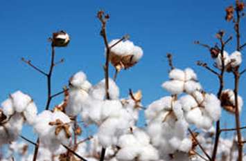 Cotton किसानों की आर्थिक स्थिति हो रही खराब, अब तो चेते सरकार