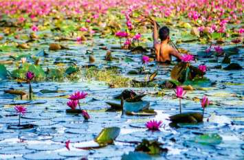 Rare Punishment for Theft of Lotus फूल तोडऩे की मिली ऐसी सजा कि तौबा कर बैठे...