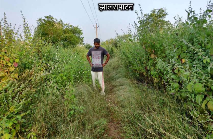 Memory forest is piercing the eyes instead of smelling सुहाने की जगह आंखों को चुभ रहा स्मृति वन