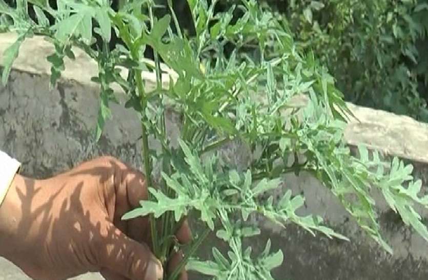 Coriander अगर आप भोजन में धनिये का इस्तेमाल कर रहे हैं तो हो जाएं सावधान