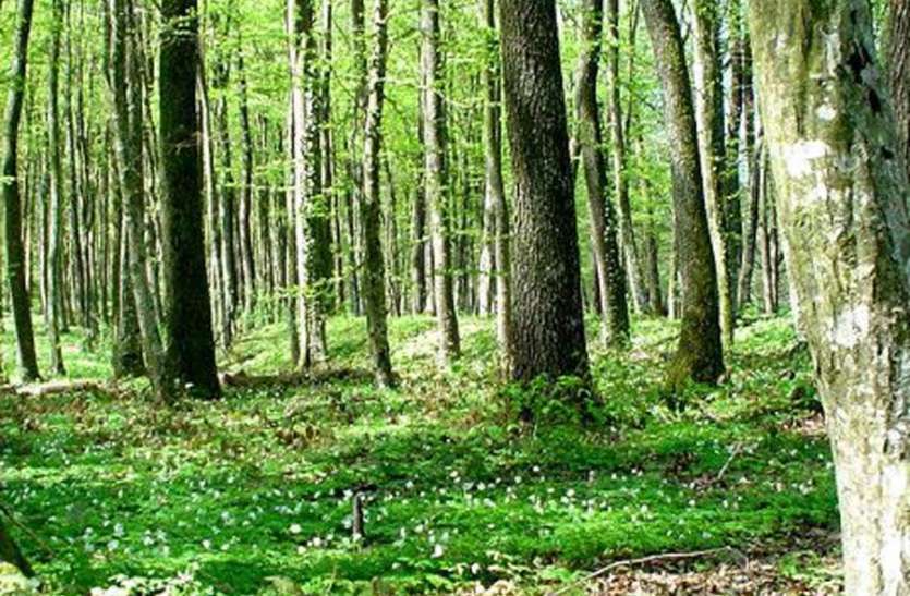 miyawaki-technology-of-japan-forest-climate-change-environmental इस तकनीक से 10 गुना तेजी से बढ़ सकते हैं जंगल