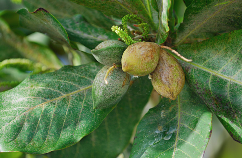 Harad Benefits and Side effects बहुत फायदेमंद है हरड़, लेकिन इन लाेगाें काे करती है नुकसान