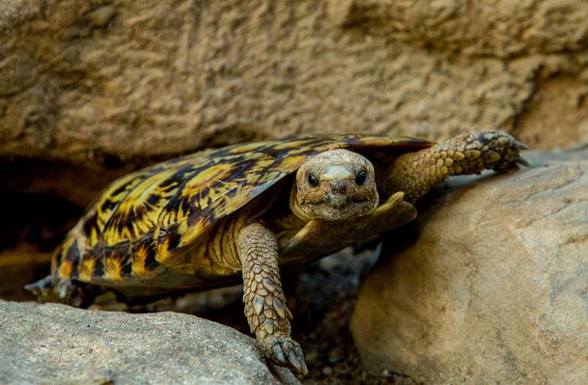 Tortoise Targeted By Smugglers, Increased Demand For Tantra - तंत्र साधना के लिए बढ़ी कछुए की मांग | Patrika News