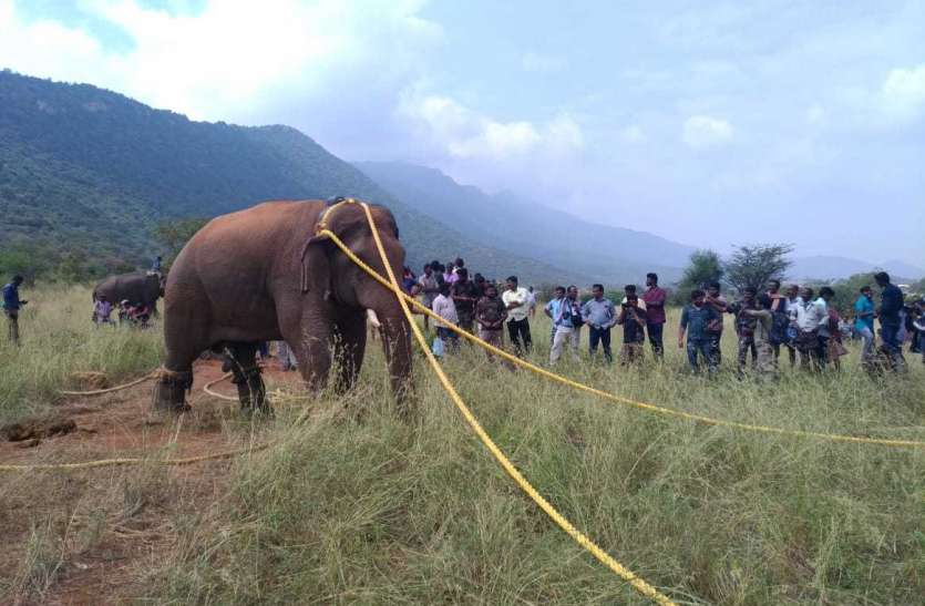 चिन्नातम्बी को काबू करने वाली वन विभाग की टीम पुरस्कृत चिन्नातम्बी को काबू करने वाली वन विभाग की टीम पुरस्कृत