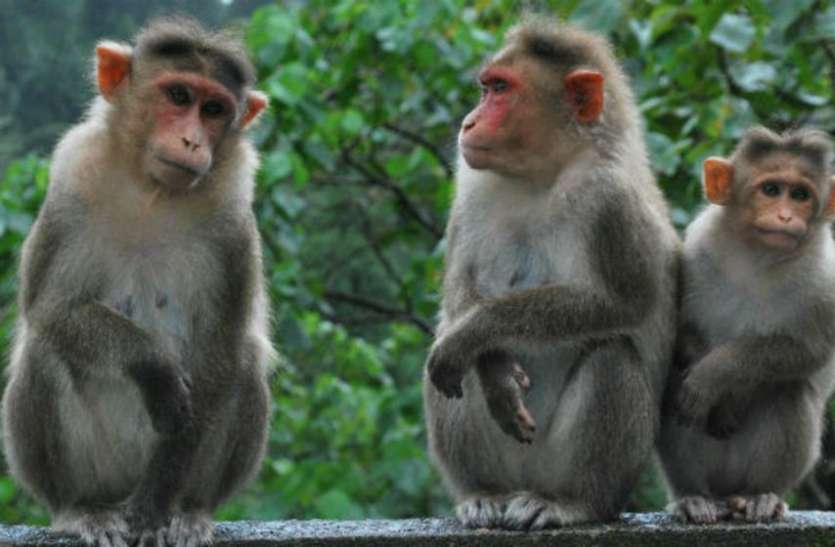 Monkey Fever : 6 दशक से चुनौती बना हुआ है केएफडी Monkey Fever : 6 दशक से चुनौती बना हुआ है केएफडी