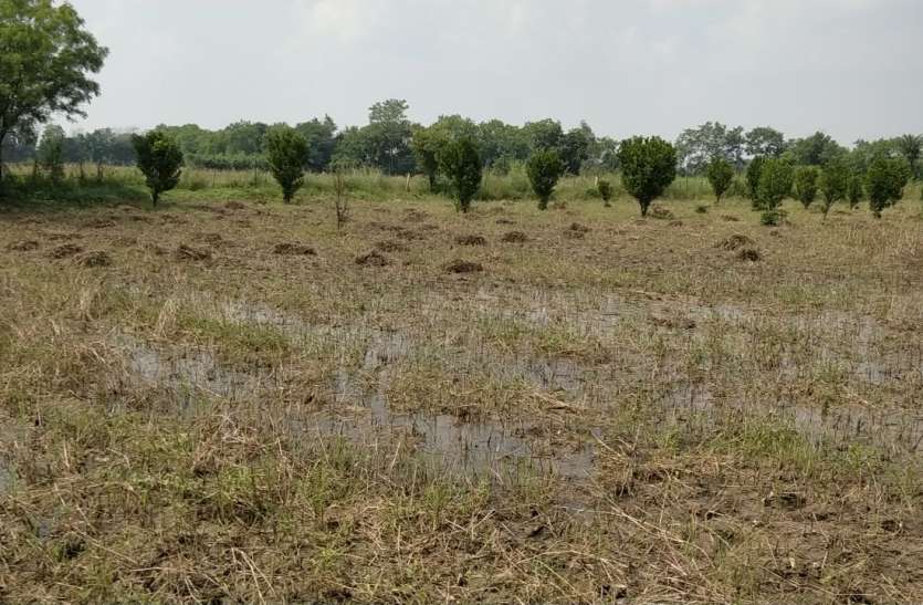 rajgarh.jpg फसलें पूरी खराब, फिर भी सरकार ने घटा दिया प्रति हैक्टेयर बीमा