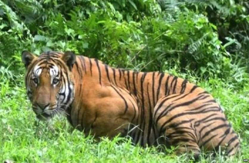 बाघ हमला: 20 घंटे तक मासूम का शव खेतों में लेकर बैठे रहे परिजन बाघ हमला: 20 घंटे तक मासूम का शव खेतों में लेकर बैठे रहे परिजन
