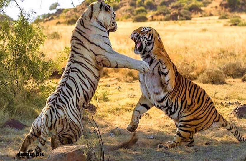 Jaipur News आपसी संघर्ष में दो बाघों की मौत, वहीं हमले में पांच ग्रामीणों की गई जान, फिर भी नहीं चेता विभाग