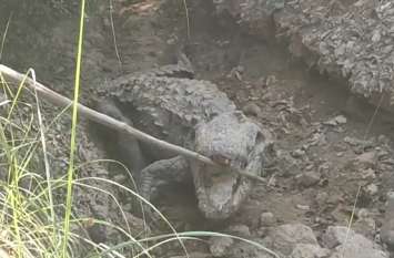 panic of crocodilesflood situationChambal river Dhaulpur district जब देखी ये अजीब चीज तो उड़ गए ग्रामीणों के होश