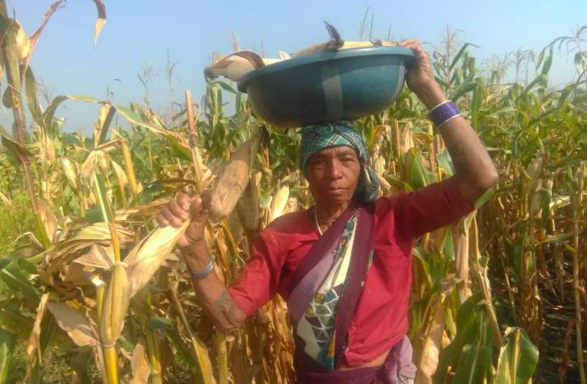 Amha Tola's tribal women farmers are not less than men पुरूषों से कम नहीं है अमहा टोला की आदिवासी महिला कृषक