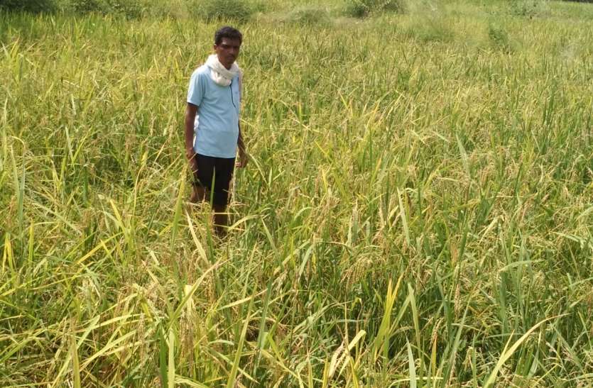 वन्यप्राणी फसलों को कर रहे बर्बाद वन्यप्राणी फसलों को कर रहे बर्बाद