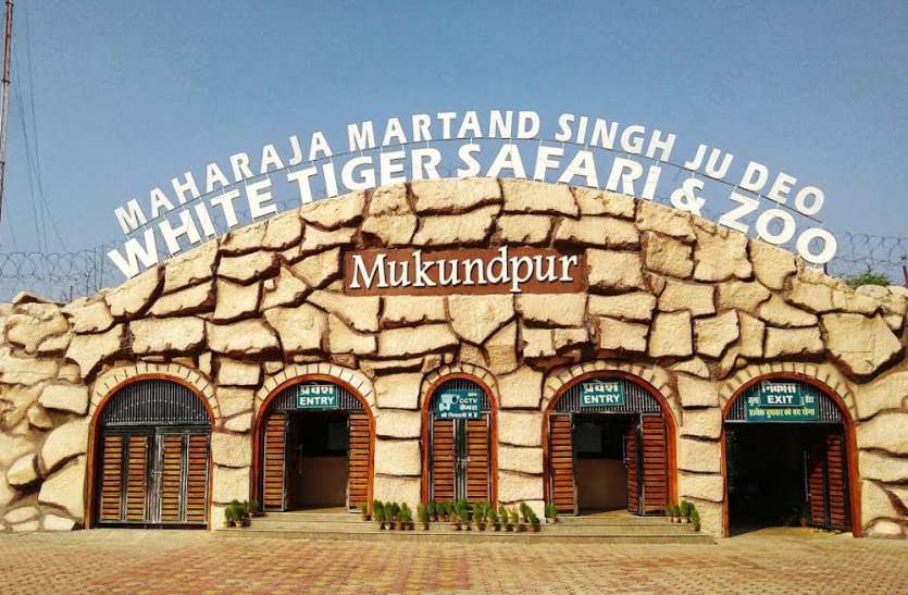 CCF and DFO summoned for irregularities in Mukundpur zoo construction मुकुंदपुर टाइगर सफारी: तत्कालीन CCF व सतना DFO रीवा तलब, 3 घंटे तक चली पूछताछ