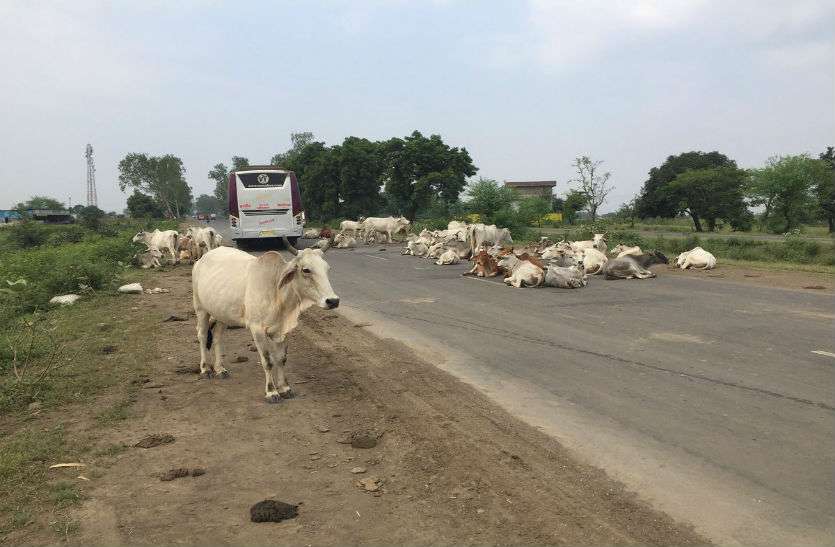 878.jpg दिग्विजय सिंह ने कमलनाथ को दी नसीहत, अगर आप ऐसा करेंगे तो सच्चे गौ भक्त कहलाएंगे