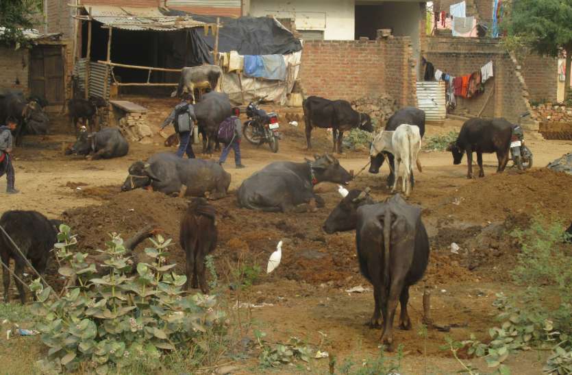 सडक़ के किनारे, पार्कों में सड़ रहे गोबर की दुर्गंध से लोग परेशान सडक़ के किनारे, पार्कों में सड़ रहे गोबर की दुर्गंध से लोग परेशान
