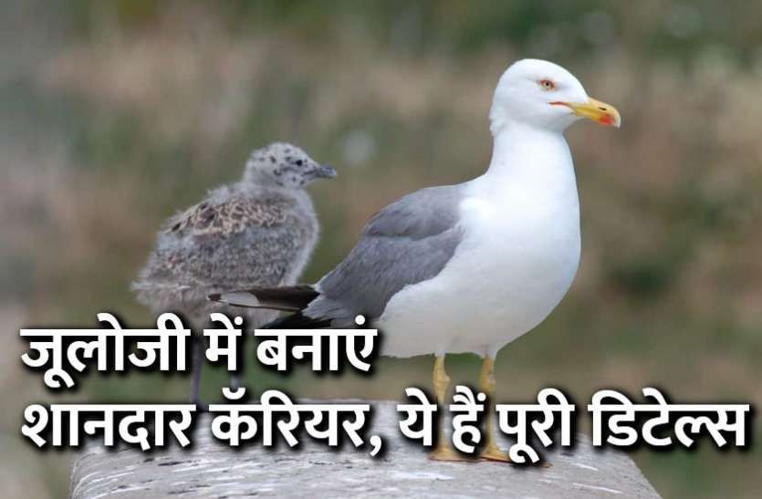 Career in Zoology, career tips in hindi, career courses, education news in hindi, education, top university, startups, success mantra, start up, Management Mantra, motivational story, career tips in hindi, inspirational story in hindi, motivational story in hindi, business tips in hindi, Career in Zoology: जूलोजी में बनाएं शानदार कॅरियर, ये हैं पूरी डिटेल्स