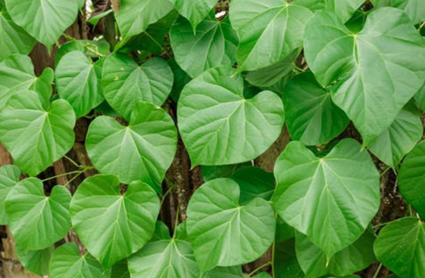 Giloy Benefits: know Amazing Health Benefits Of Giloy Giloy Benefits: सेहत के लिए अमृत है गिलोय, ये है इसे खाने का सही तरीका