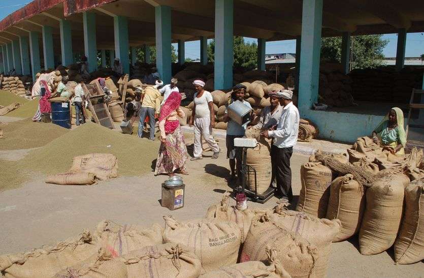 पांच साल में 22 सौ रुपए बढ़ा मूंग का समर्थन मूल्य पांच साल में 22 सौ रुपए बढ़ा मूंग का समर्थन मूल्य