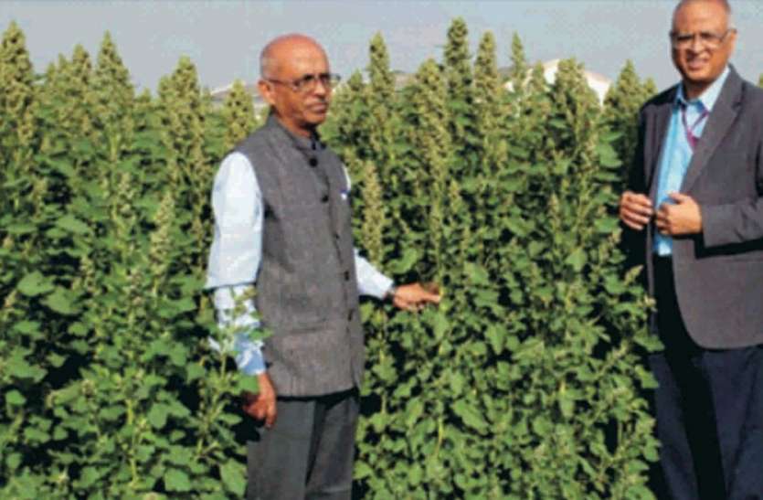 Kinova will state the new super food supplement किनोवा प्रदेश में बनेगा नया सुपर फूड सप्लीमेंट