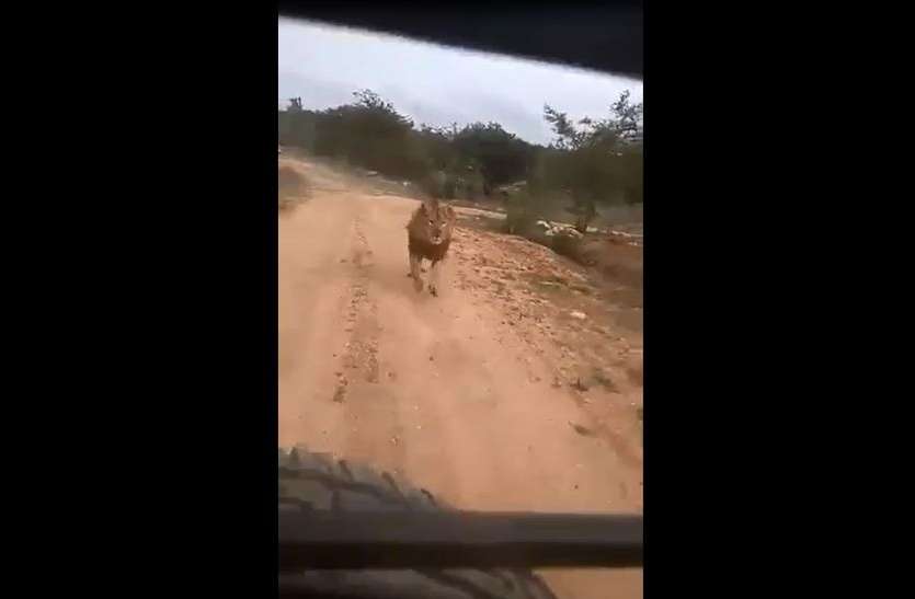 VIRAL VIDEO : सफारी का लुत्फ ले रहे थे कि अचानक शेर ने किया पीछा VIRAL VIDEO : सफारी का लुत्फ ले रहे थे कि अचानक शेर ने किया पीछा