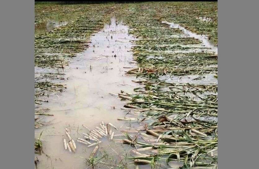 millet crop destroyed due to rain बेमौसम बारिश से 60 हजार हैक्टेयर से ज्यादा क्षेत्र में खराबे का अनुमान